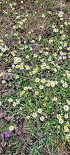 Plants: image 62 Of 208 Thumb